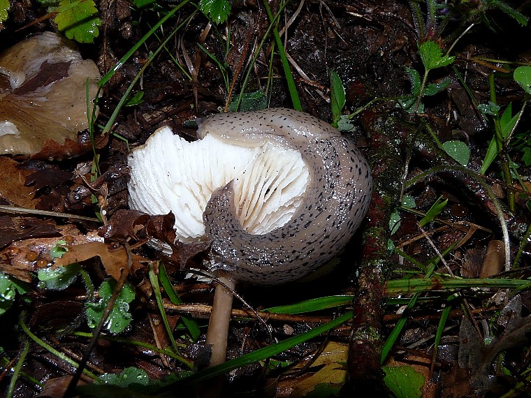 Limax millipunctatus (Forcart) da San Marco in Lamis (FG)